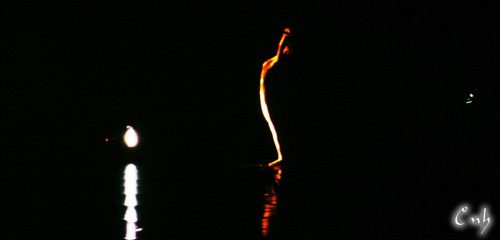 LightDance