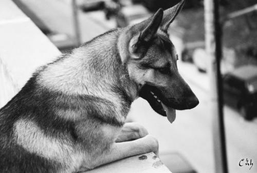 dog