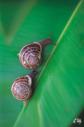snail01