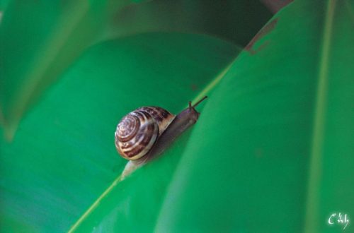 snail02